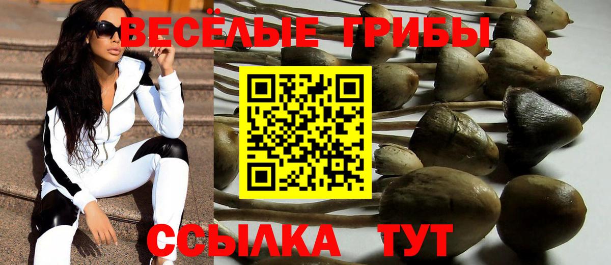 Псилоцибиновые грибы Psilocybe Йошкар-Ола